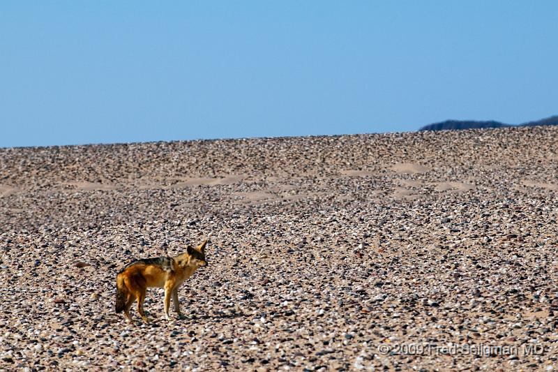 20090605_150848 D300 X1.jpg - Jackal is scouting out food on the Skeleton Coast